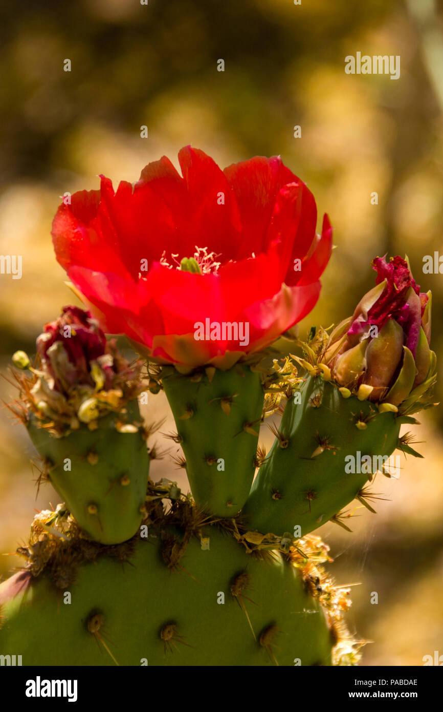 Cactus avec fleur rouge Photo Stock - Alamy