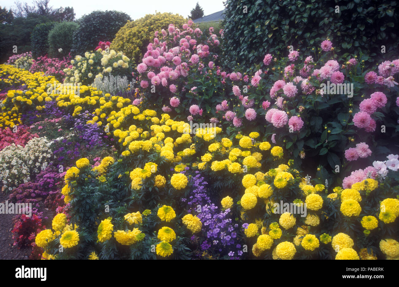 De grandes montagnes Bleues jardin agrémenté d'un jardin de fleurs jaune rose Dahlia, Œillets d'Inde (Tagetes) et d'autres petites plantes assorties, en Australie Banque D'Images