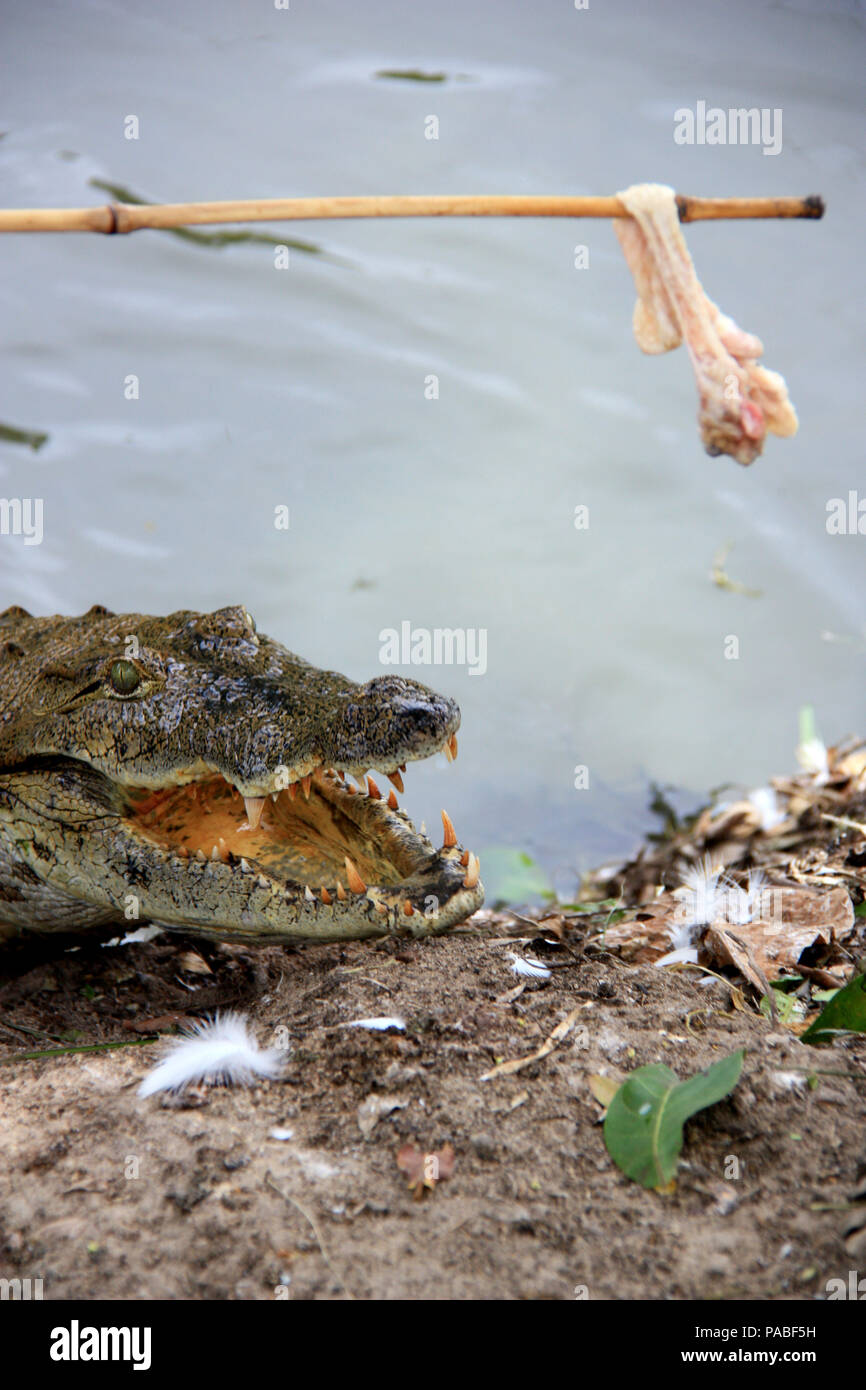 La viande sur un bâton attire un grand crocodile sauvage hors de l'eau Banque D'Images