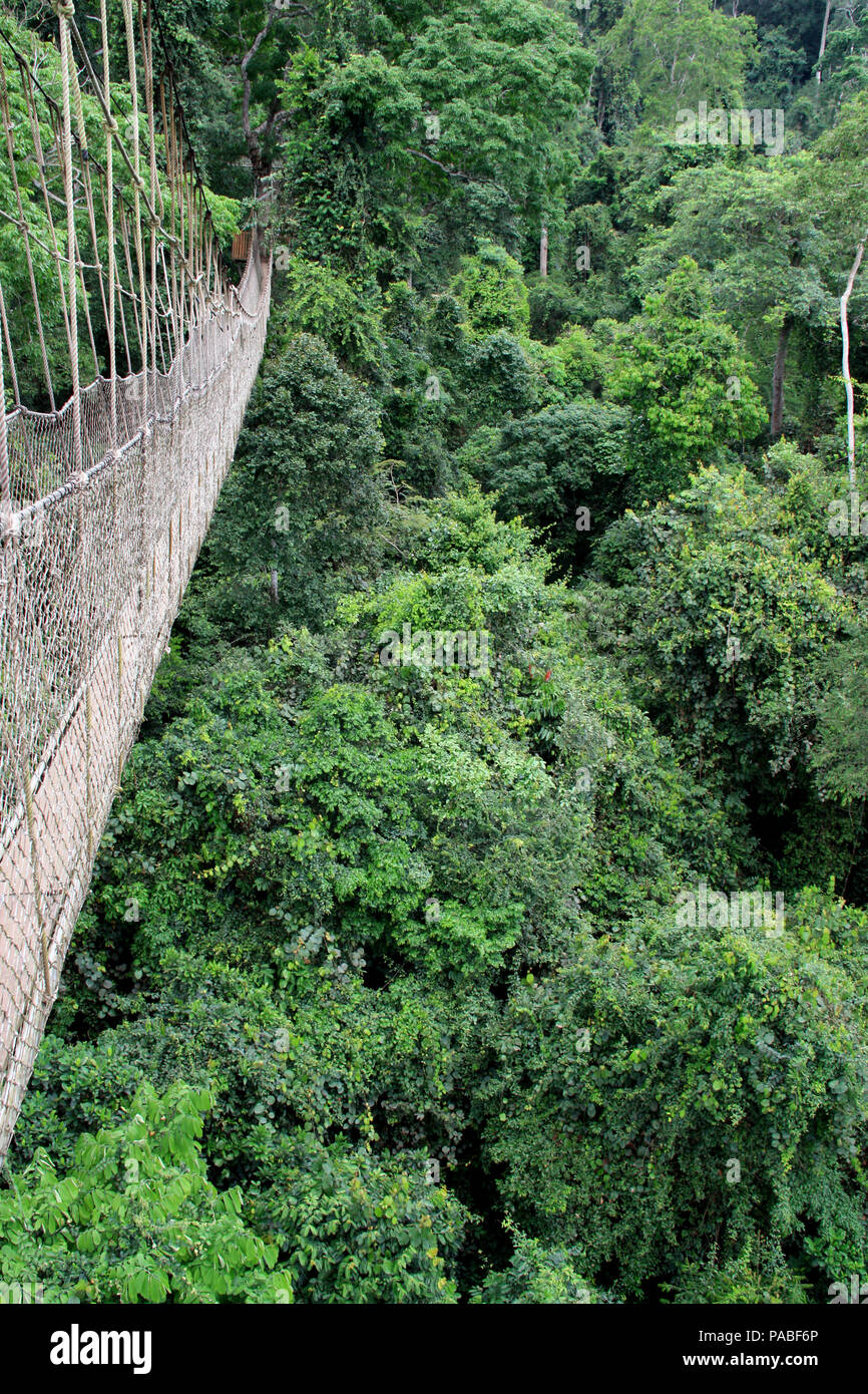 Canopy Walkway Pont de corde au parc national de Kakum, près de Cape Coast, Ghana Banque D'Images