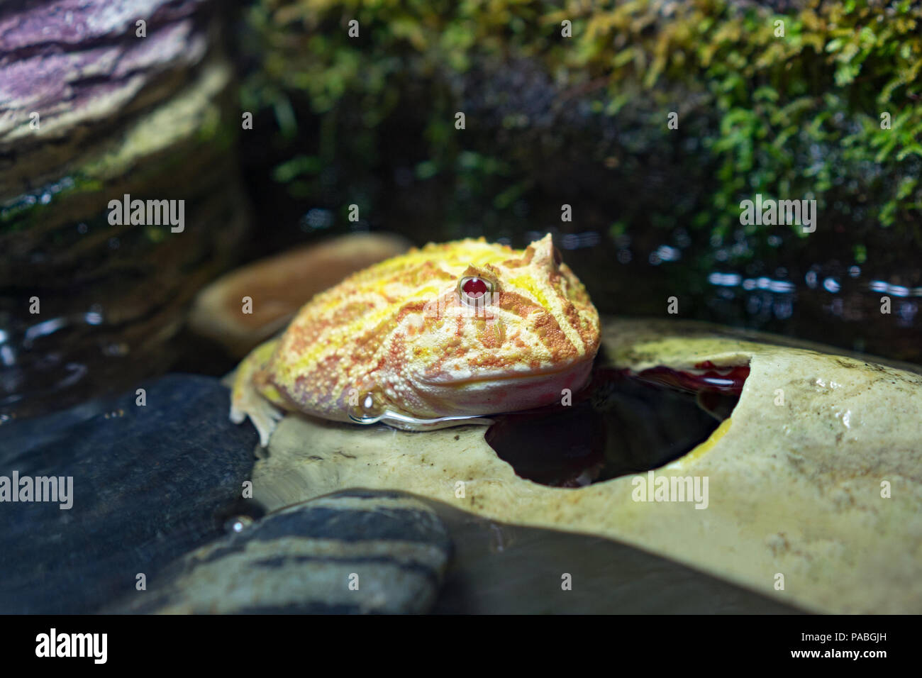 Pacman albinos ou grenouille Ceratophrys aussi connu comme des grenouilles à cornes d'Amérique du Sud Banque D'Images