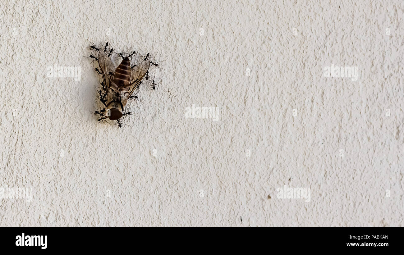 Groupe des fourmis qui travaillent ensemble pour porter une mouche un mur. Le travail de l'équipe concept. Banque D'Images