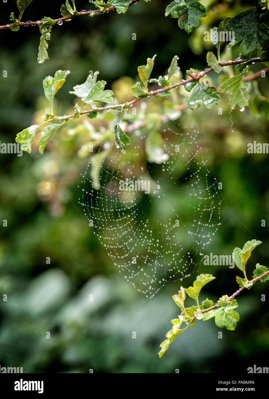 Couvert de rosée web araignées formées entre les branches d'un arbre d'aubépine Banque D'Images