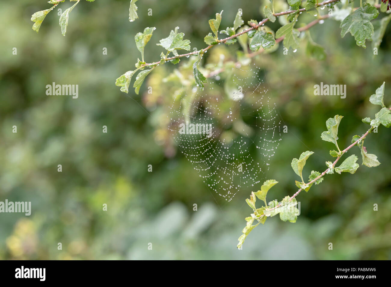 Couvert de rosée web araignées formées entre les branches d'un arbre d'aubépine Banque D'Images