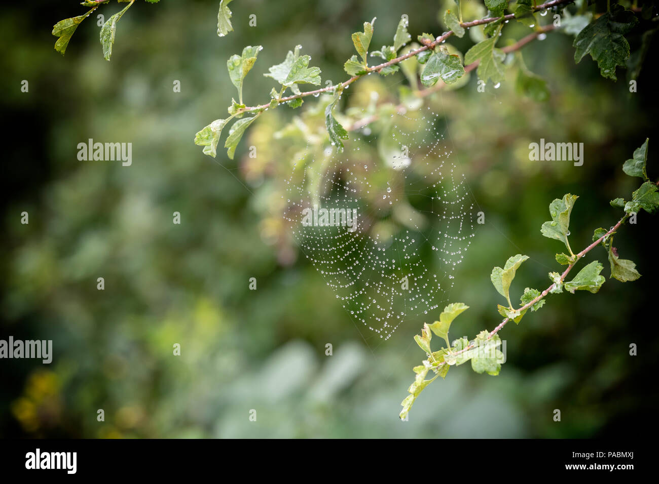 Couvert de rosée web araignées formées entre les branches d'un arbre d'aubépine Banque D'Images
