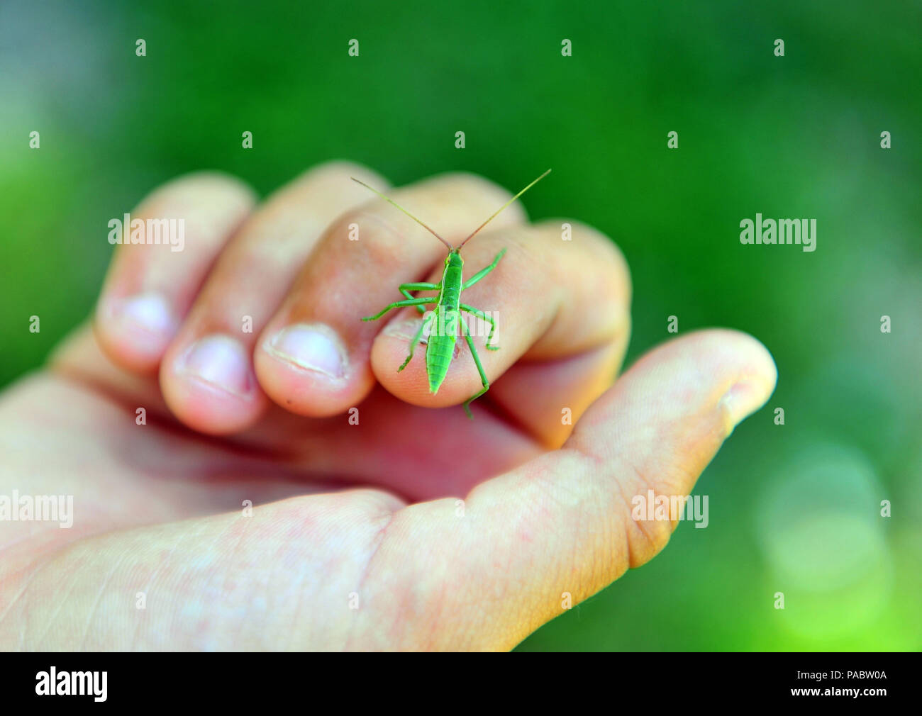 Petit insecte sur la main de l'homme avec le milieu naturel vert Banque D'Images