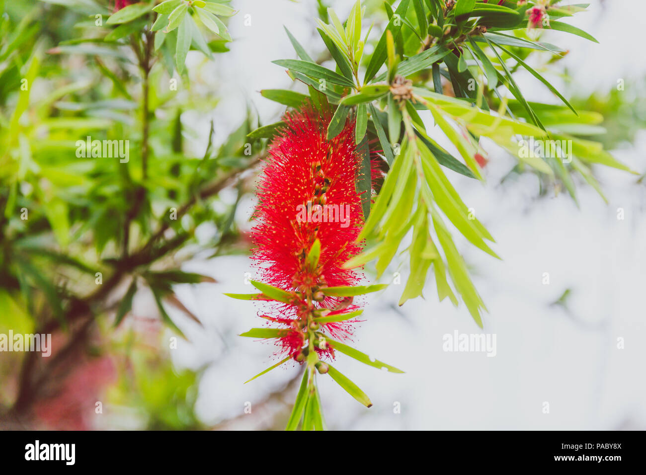 Close-up de belles plantes subtropicales Callistemon goupillon tourné en Queensland, Australie en été Banque D'Images