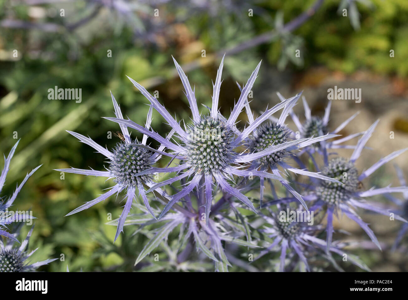 Bee-friendly Eryngium fleurs en fleurs l'Ecosse Banque D'Images