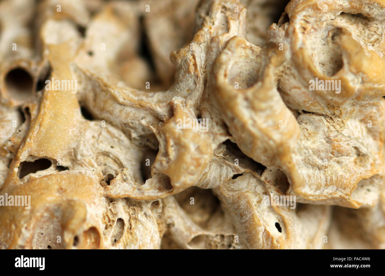 Douilles à vis sans fin de la quille de vers Banque D'Images