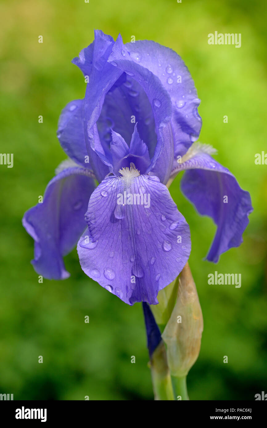 Tall Bearded Iris (Iris barbata-elatior), violet bloom, Rhénanie du Nord-Westphalie, Allemagne Banque D'Images