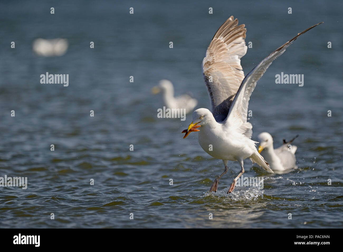 European Herring Gull (Larus argentatus) capture l'étoile (Asteroidea) provenant de la mer du Nord, Norderney, îles de la Frise Orientale Banque D'Images
