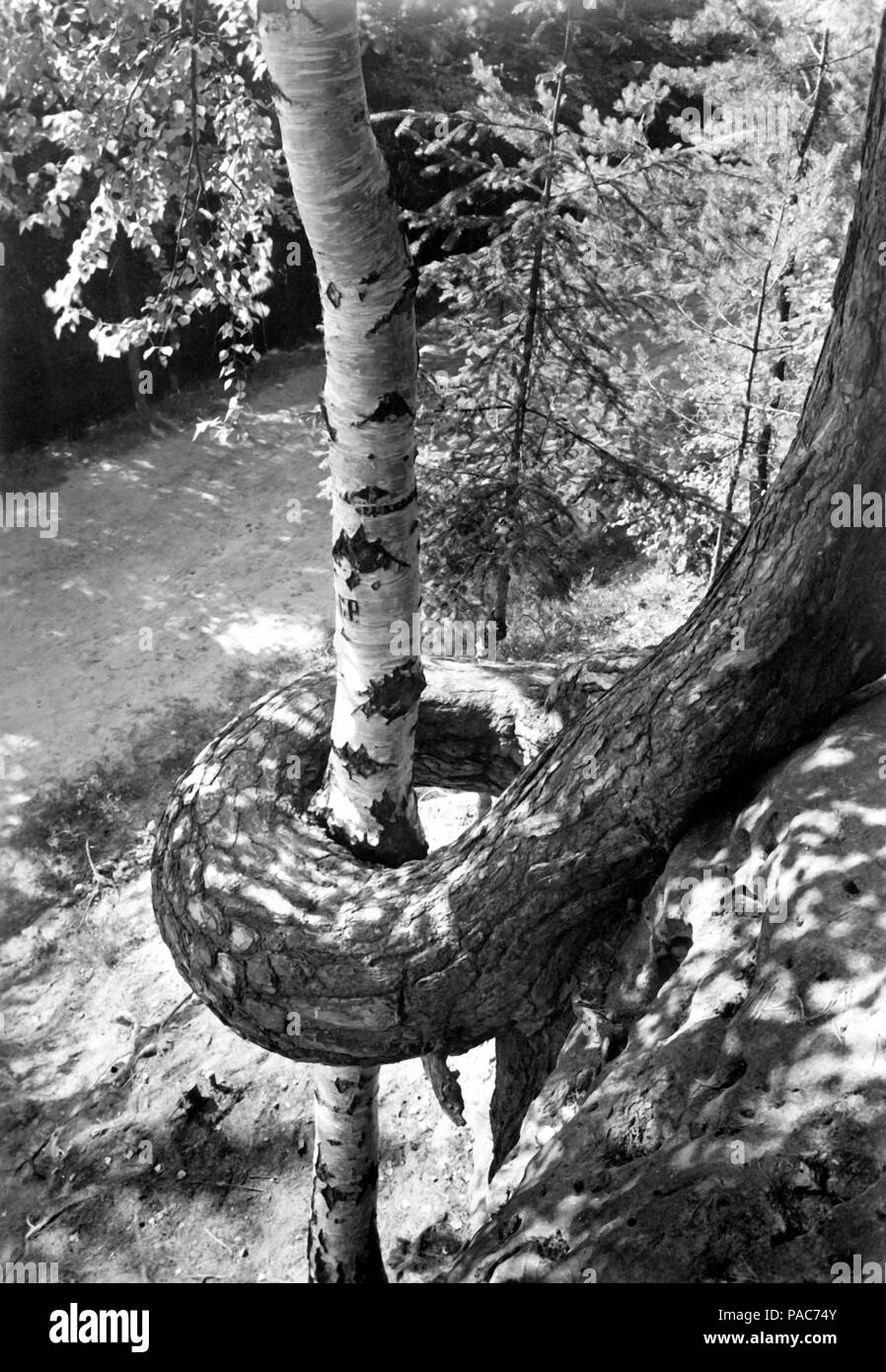 Courbe de tronc d'arbre, tronc de pin se développe autour d'un bouleau, années 1930, Brandenburg, Allemagne Banque D'Images