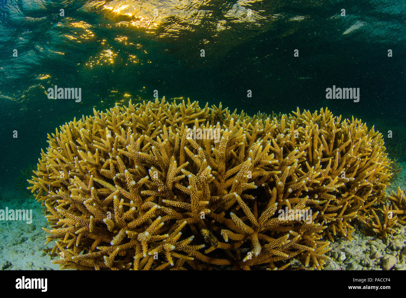 Acropora cervicornis, Acropora - Los Roques venezuela tuba Banque D'Images