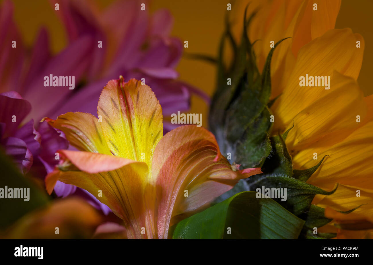 Close-up of flowers frame de remplissage Banque D'Images