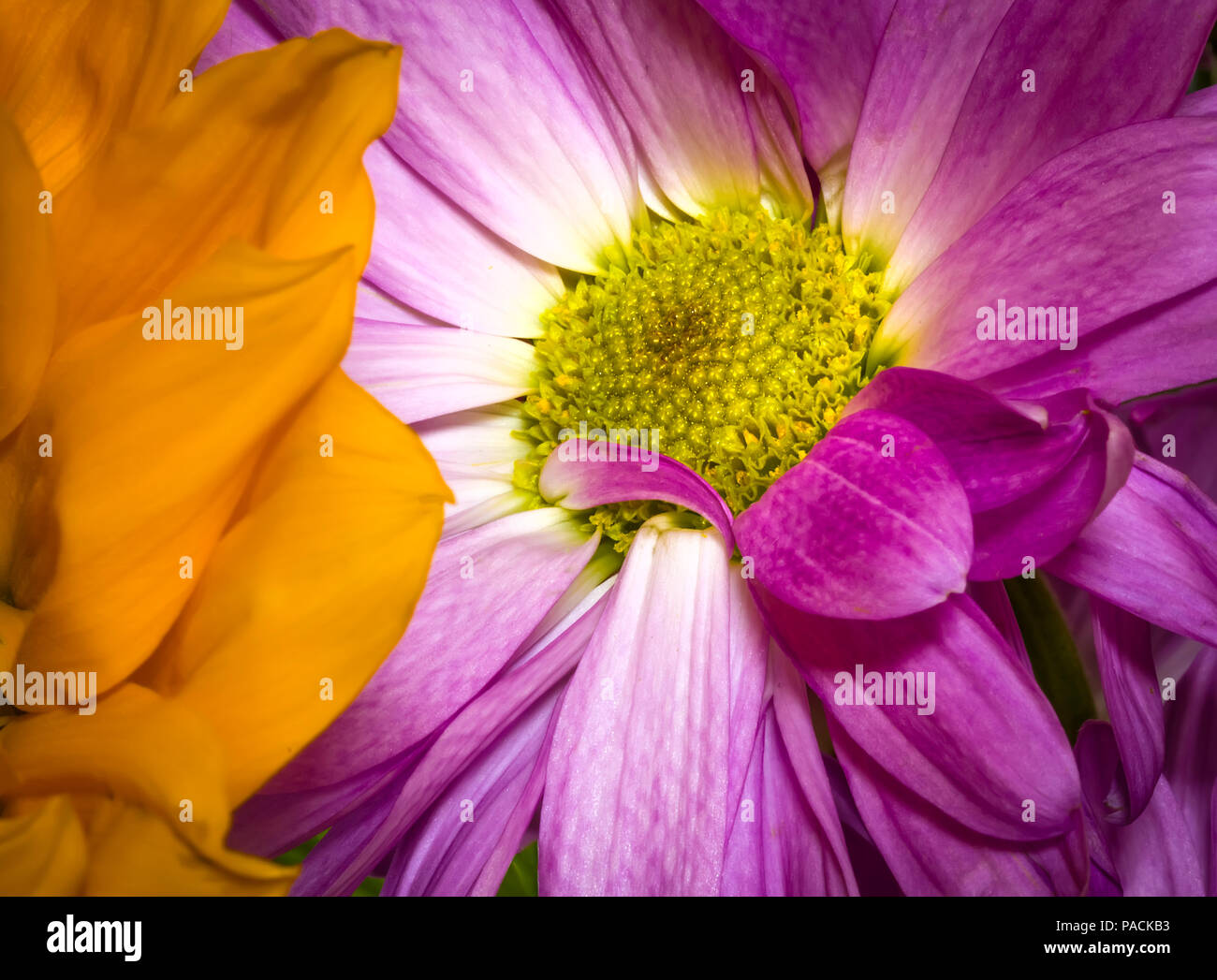 Close-up of flowers frame de remplissage Banque D'Images