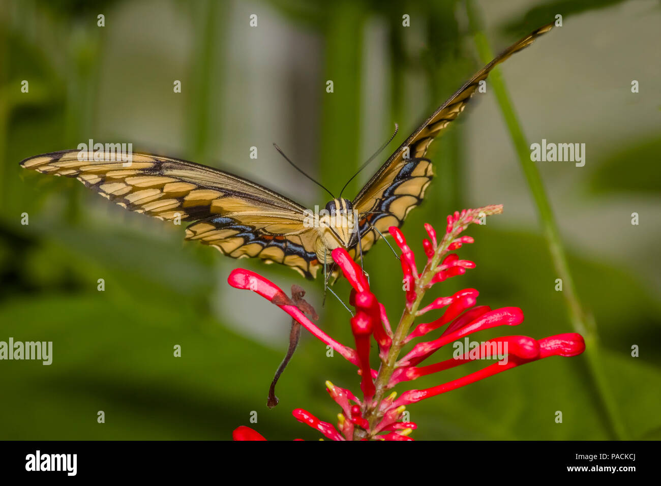 Gros plan du Swallowtai géant ( crespbontes ) Papilio papillon sur fleur rouge Banque D'Images