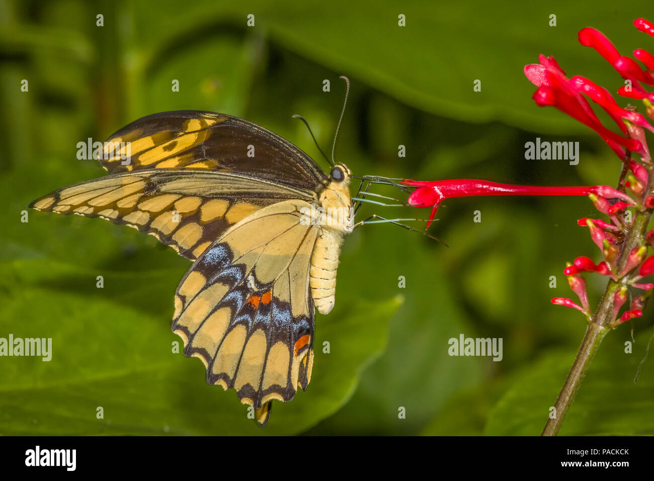 Gros plan du Swallowtai géant ( crespbontes ) Papilio papillon sur fleur rouge Banque D'Images