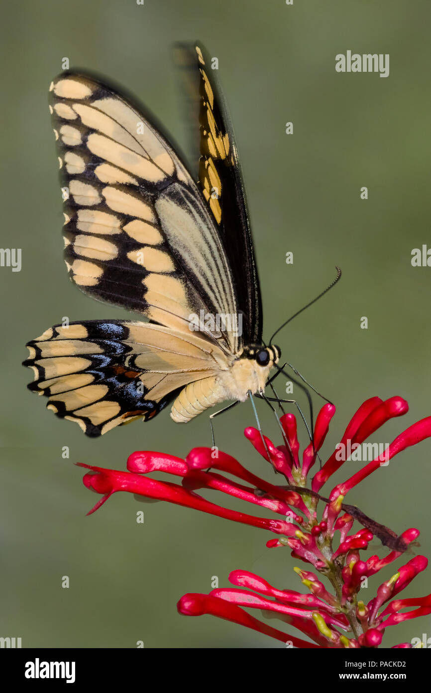 Gros plan du Swallowtai géant ( crespbontes ) Papilio papillon sur fleur rouge Banque D'Images