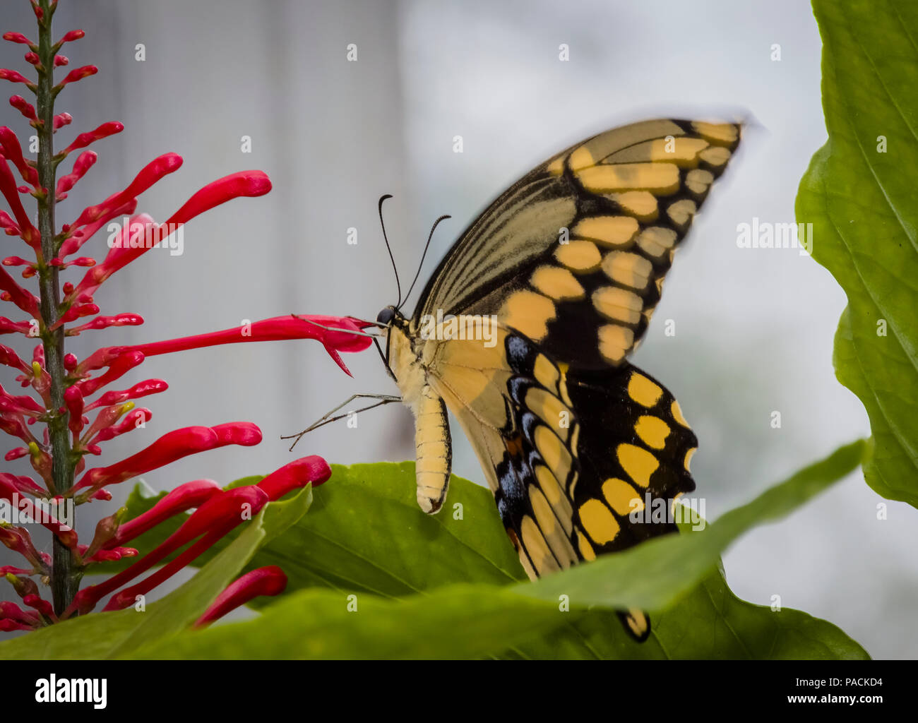 Gros plan du Swallowtai géant ( crespbontes ) Papilio papillon sur fleur rouge Banque D'Images