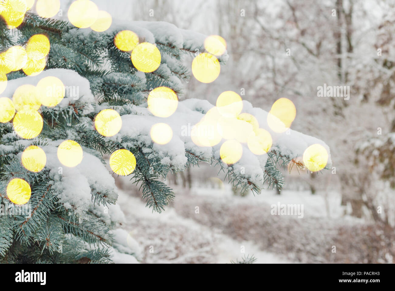 La neige blanche sur les branches de sapin et de lumières à l'extérieur du parc en hiver Banque D'Images