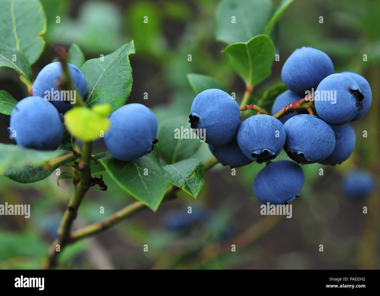 Yichun, Heilongjiang, Chine, 22 juillet 2018. La ville de yichun en juillet est verte avec des arbres et des fleurs. Il s'agit d'un groupe de photos prises dans l'environnement écologique de yichun.Costfoto:Crédit/Alamy Live News Banque D'Images