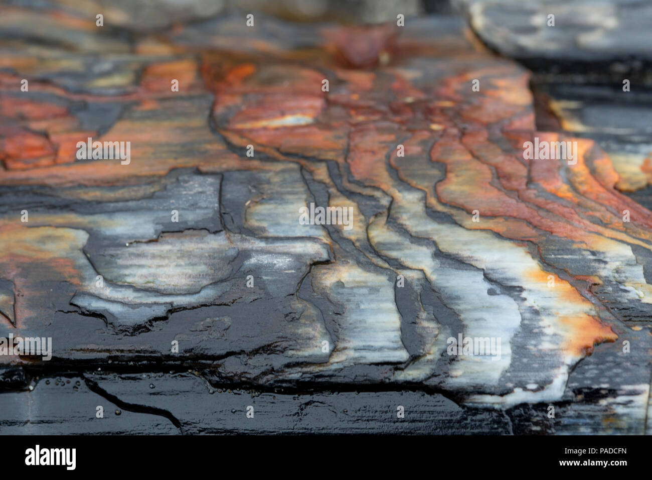 Forêt Pétrifiée, île de l'AGNU Banque D'Images