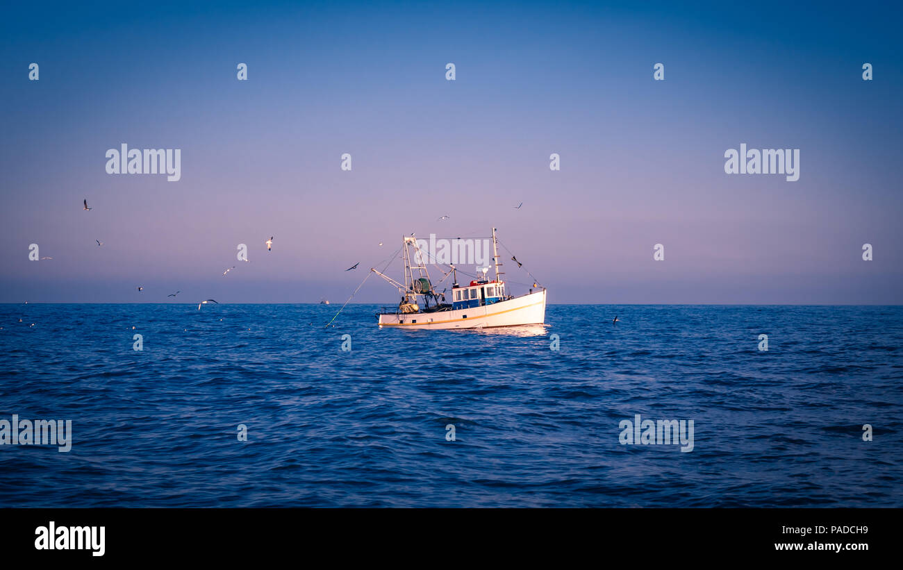 Un petit bateau de pêche apporte dans la prise du jour à l'aube d'une journée sans nuages en mer avec des goélands qui tournoient au-dessus à la suite de la capture au port Banque D'Images