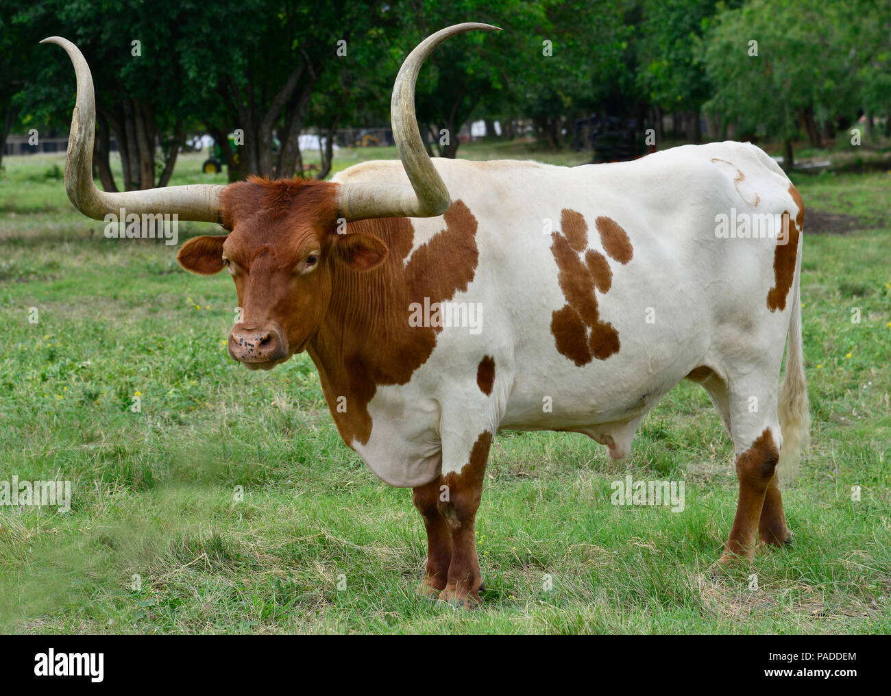 Texas Longhorn Banque D'Images