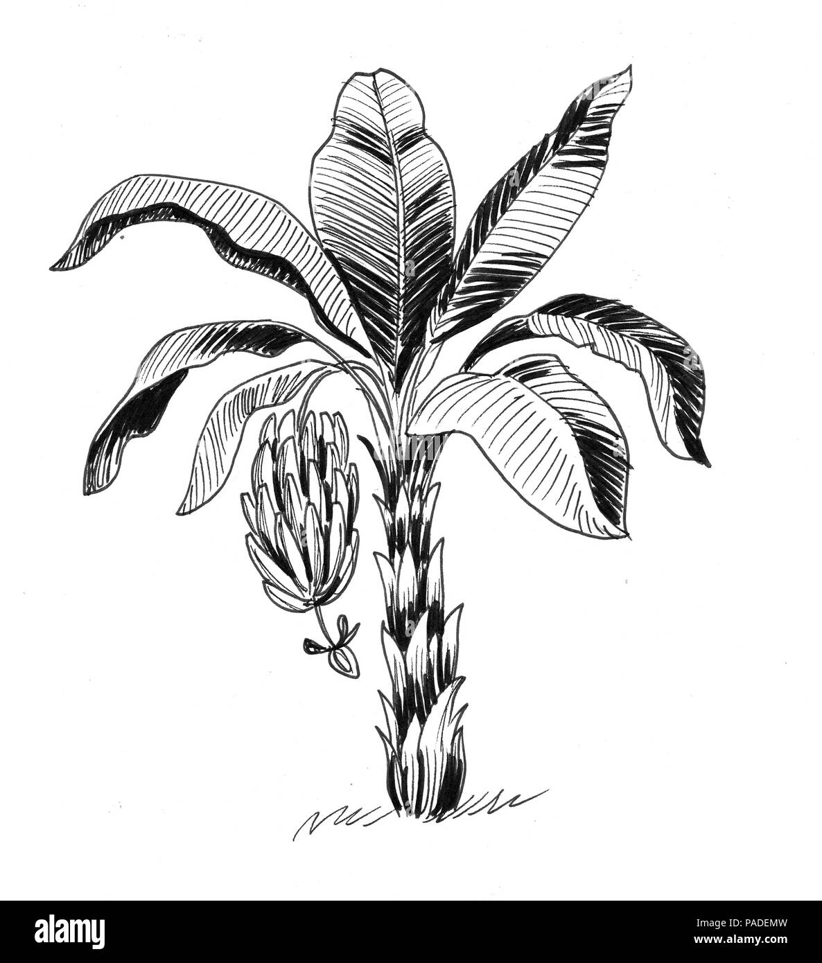 Plant de banane. Dessin noir et blanc Encre Banque D'Images