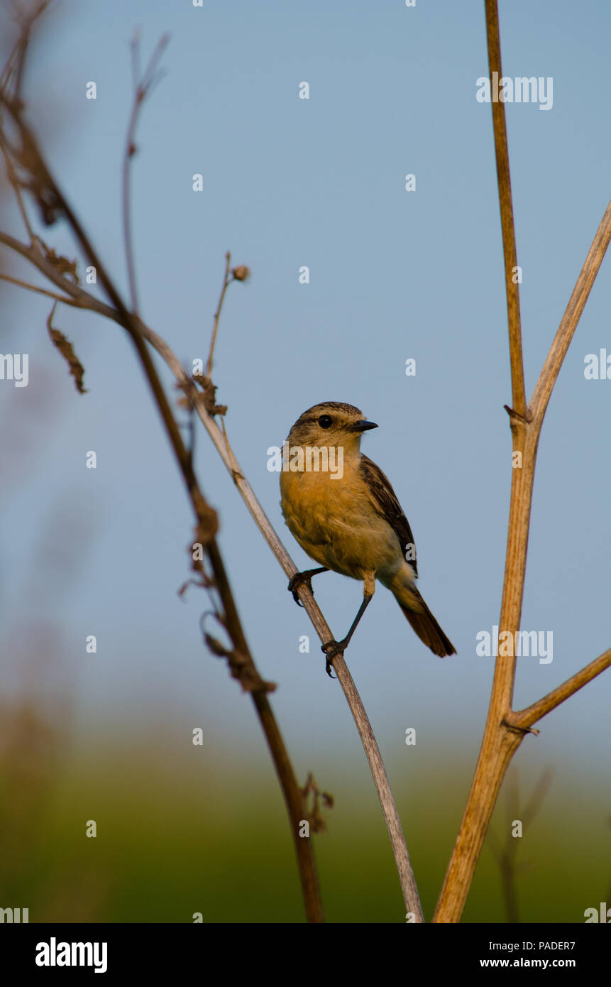 Petit Oiseau Perché Sur Une Branche Darbre Clair En été