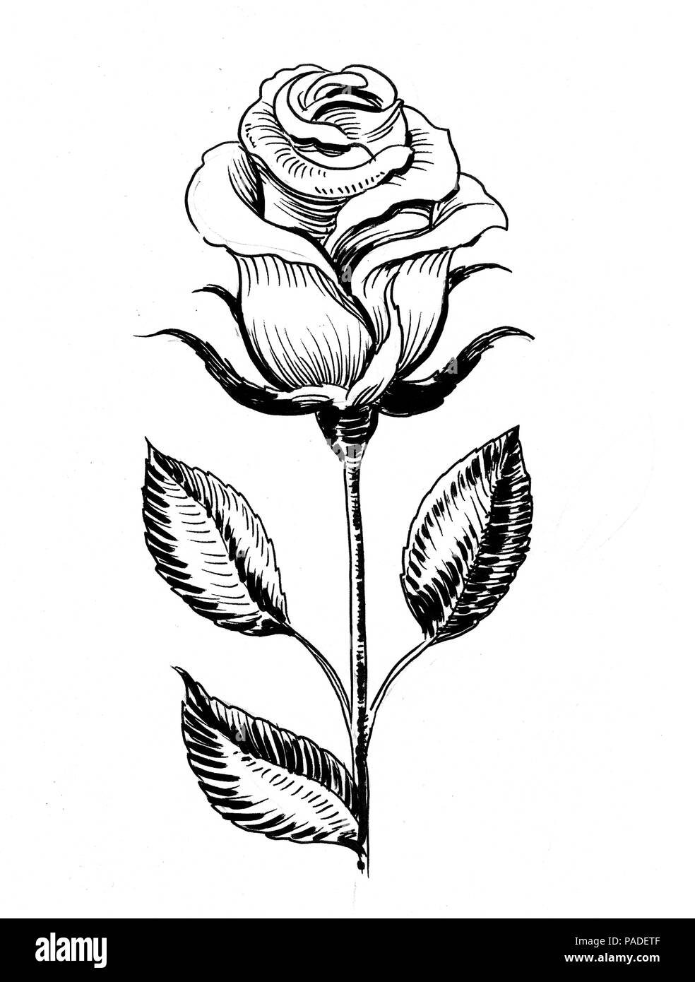 Rose blanche fleur. Illustration noir et blanc Encre Photo Stock - Alamy