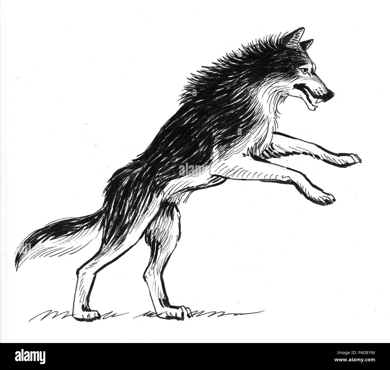Dessin De Loup Blanc Banque D images Noir Et Blanc Alamy dessin-de-loup-blanc-banque-d-images-noir-et-blanc-alamy
