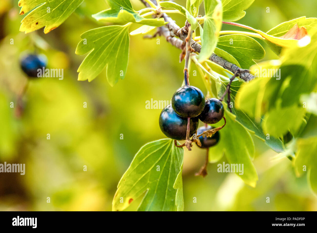 Image d'un tas de cassis mûr sur un buisson dans le jardin Banque D'Images