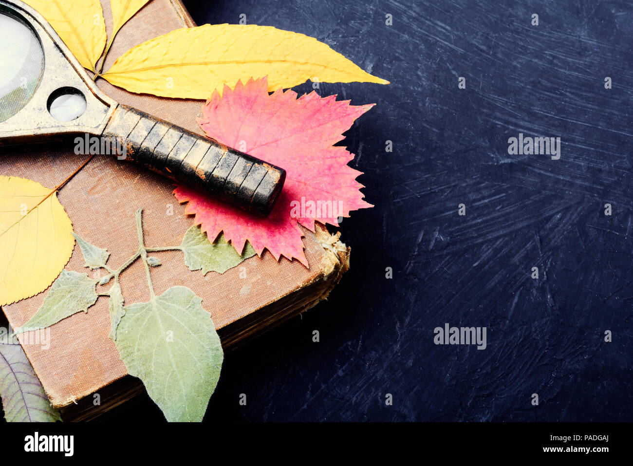 Herbier de feuillage d'automne et d'une loupe Banque D'Images