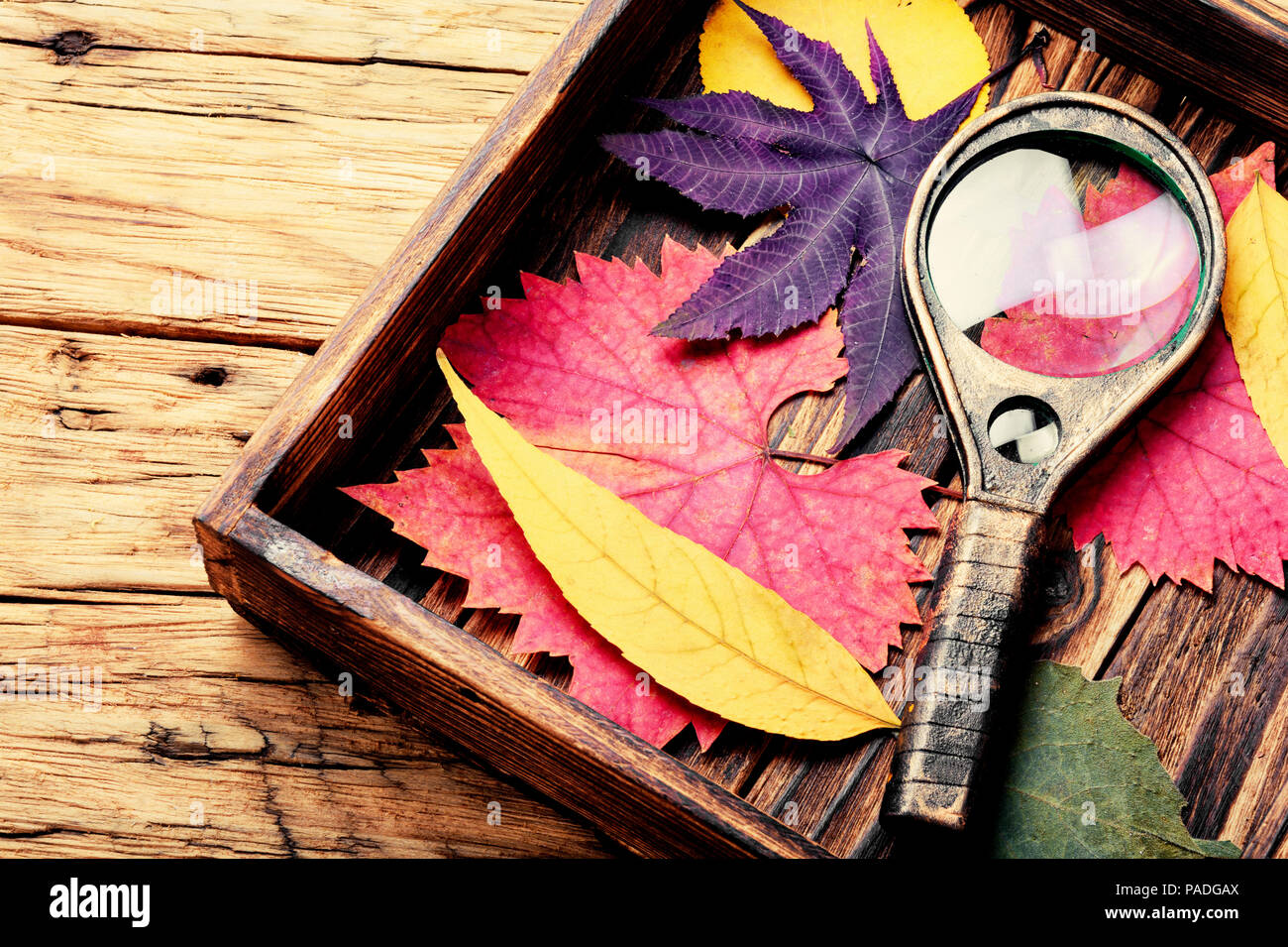 Herbier de feuillage d'automne et d'une loupe Banque D'Images