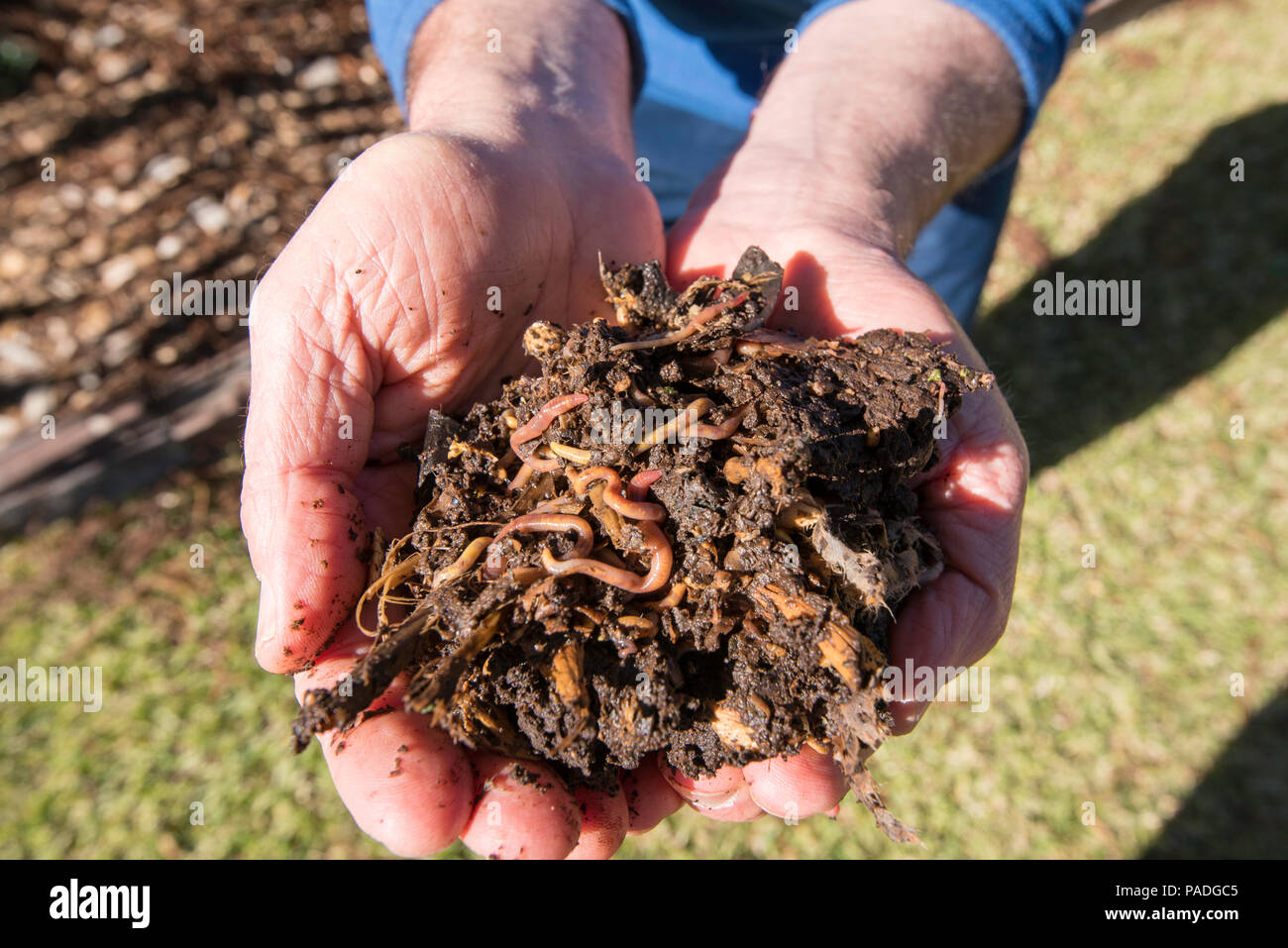 Un homme de race blanche tenant une main pleine de vers de compost et de vers dans un jardin à Sydney en tournant le gaspillage alimentaire dans le sol riche en éléments nutritifs Banque D'Images Un homme de race blanche tenant une main pleine de vers de compost et de vers dans un jardin à Sydney en tournant le gaspillage alimentaire dans le sol riche en éléments nutritifs Banque D'Images
