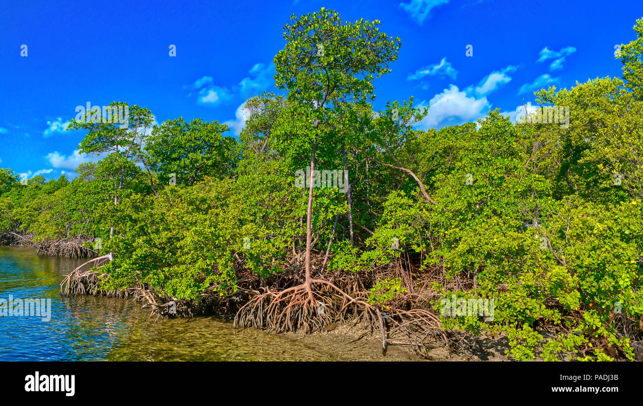 Les mangroves avec ciel bleu et nuages en Floride Banque D'Images