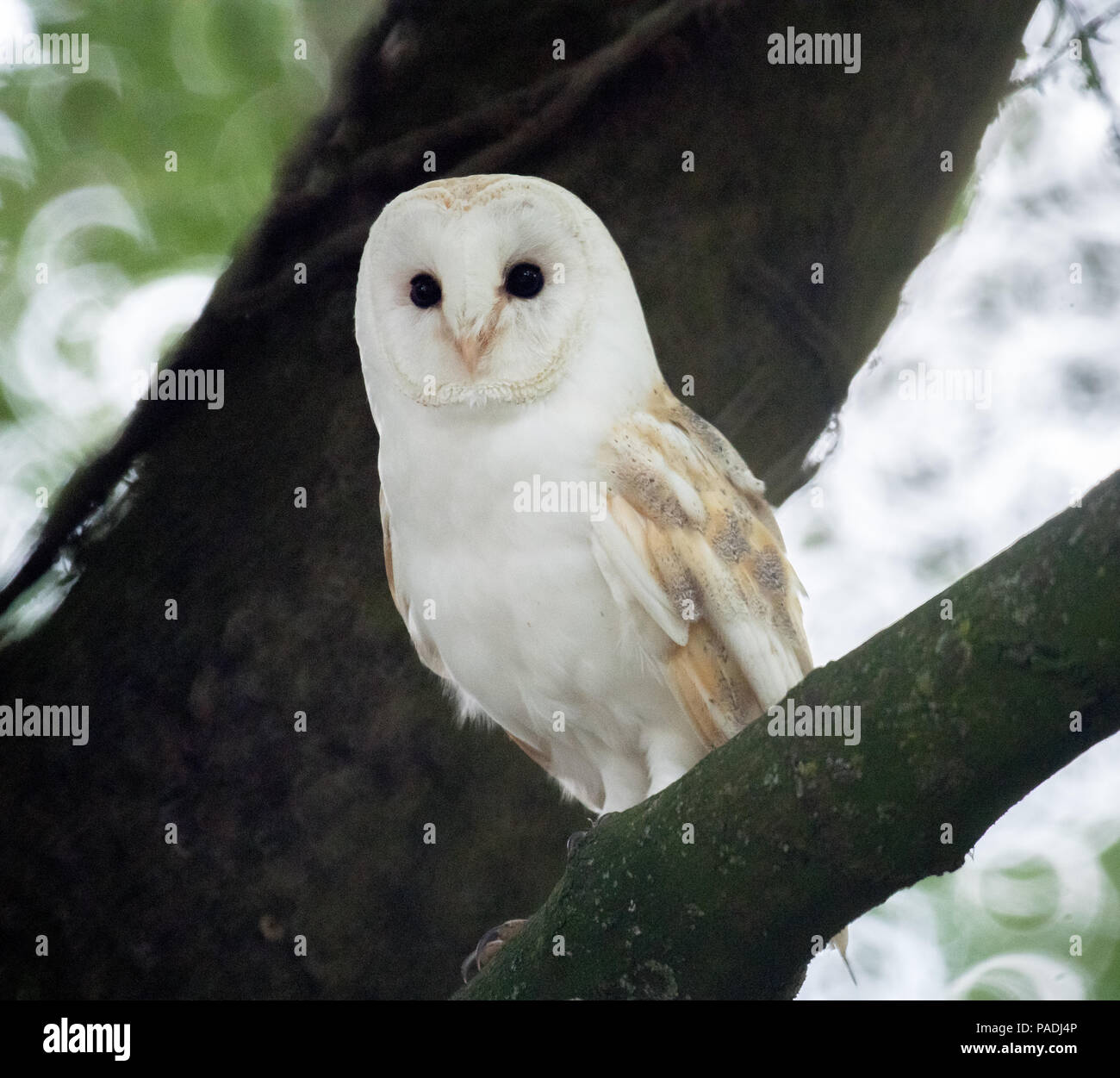 Effraie des clochers en arbre, beaux oiseaux sauvages Banque D'Images