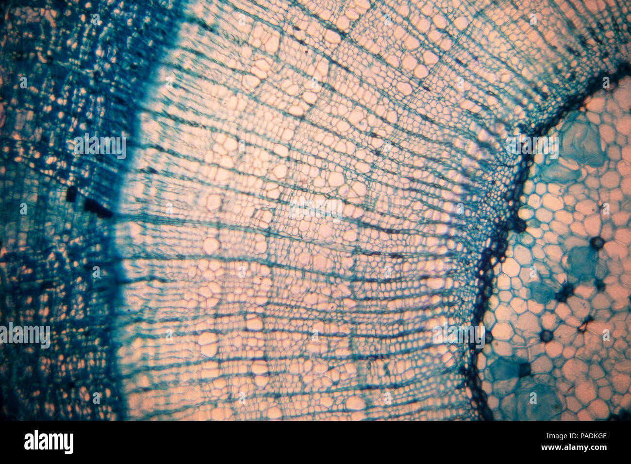 Cellule d'un organisme vivant dans le microscope Banque D'Images