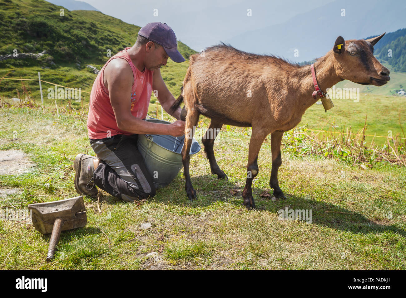 Les races de vaches d'un agriculteur et sa vache dans la nature selon les anciennes traditions. L'éleveur ressent chaque matin pour avoir du lait frais et d'excellente qualité. Banque D'Images