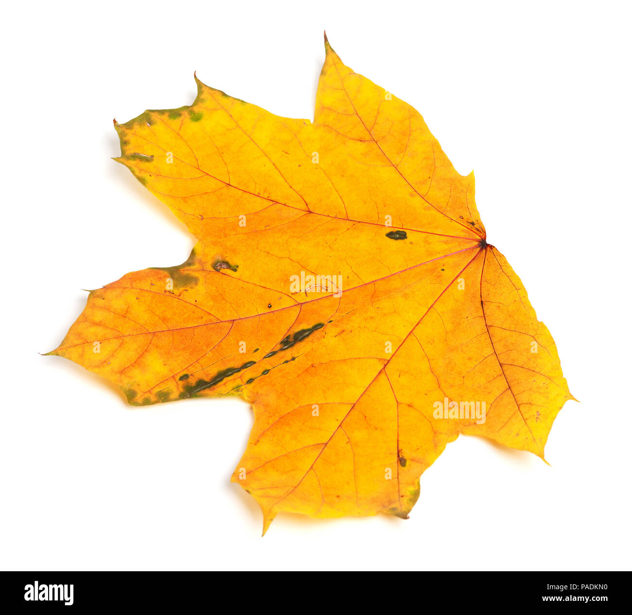 Feuille d'érable d'automne jaune isolé sur fond blanc Banque D'Images