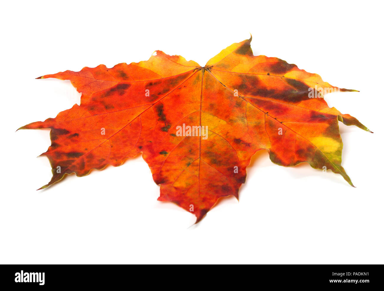 Feuille d'érable d'automne multicolore isolé sur fond blanc Banque D'Images