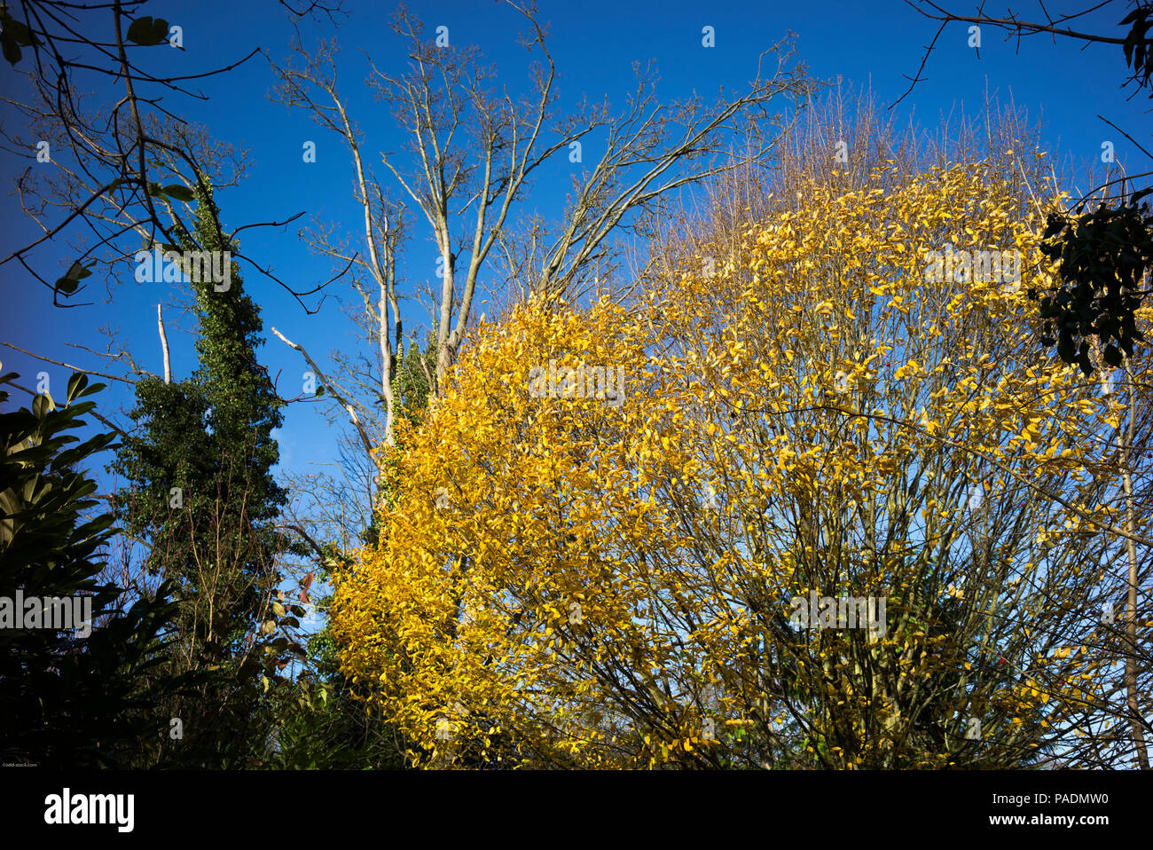 Raymill 'île', Maidenhead, Berkshire, UK, vue générale, ciel bleu, un jour ensoleillé de l'Île 'Raymill', Grande-Bretagne, © Peter SPURRIER, Banque D'Images