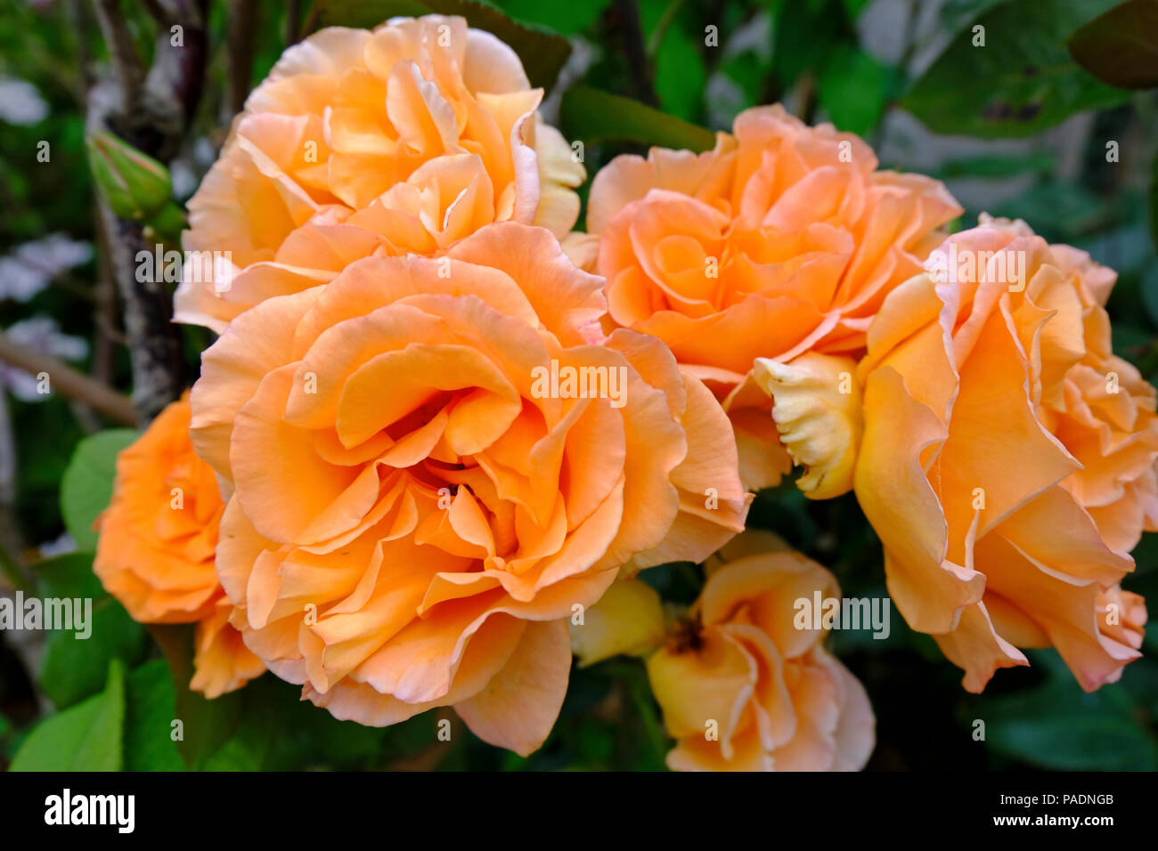 Rosiers en fleurs de couleur abricot en été (variété inconnue). Banque D'Images