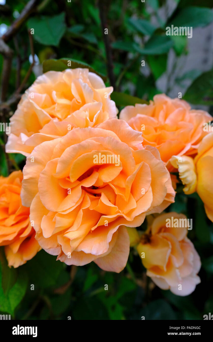 Rosiers en fleurs de couleur abricot en été (variété inconnue). Banque D'Images