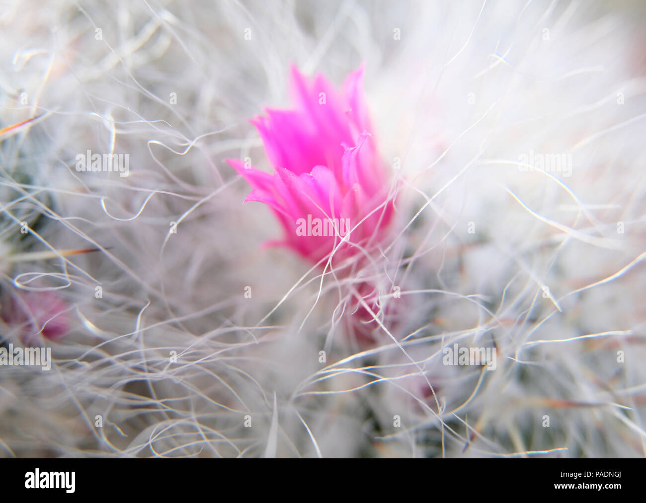 De minuscules fleurs roses en fleur sur Cactus pups Banque D'Images