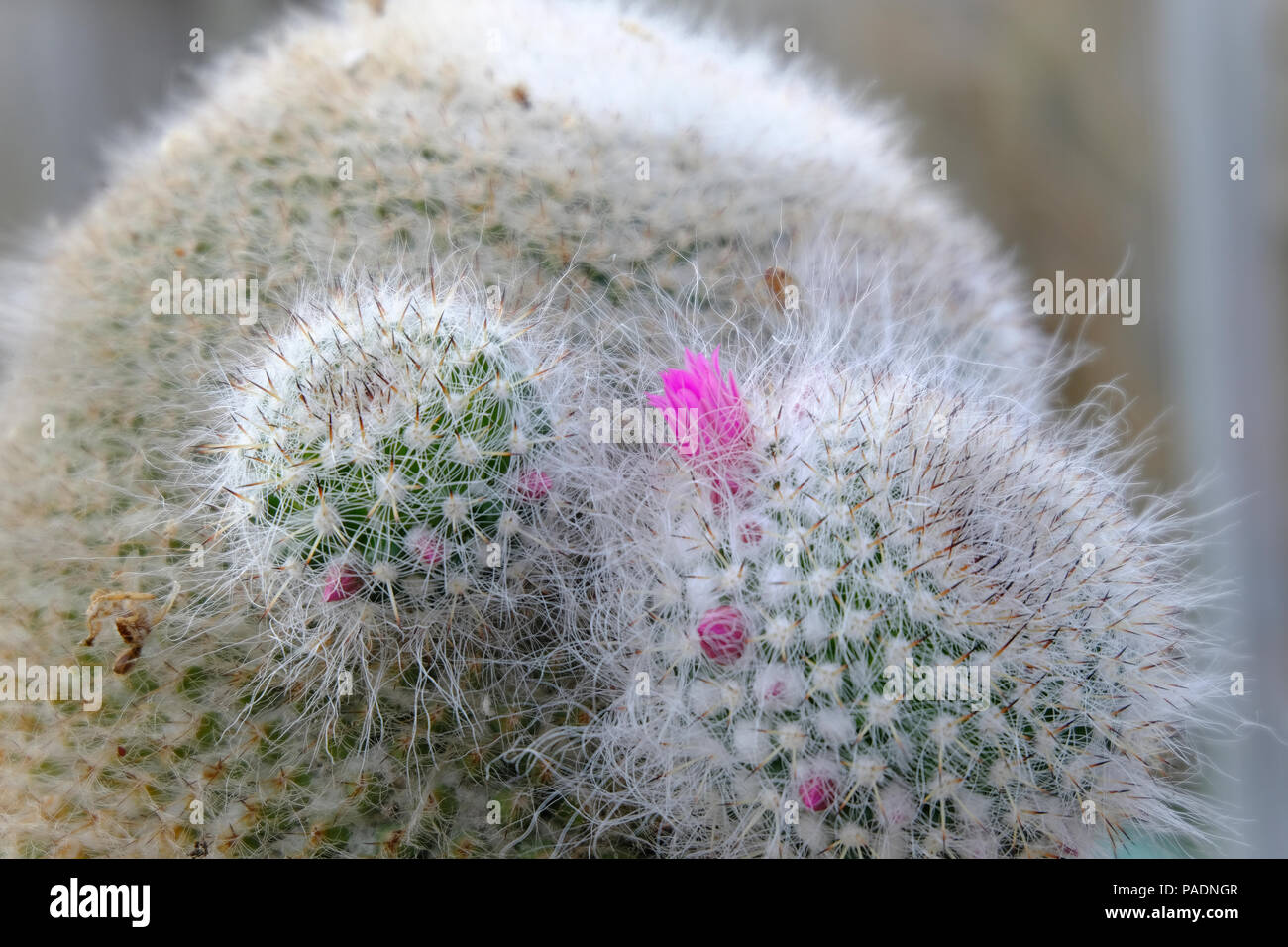 De minuscules fleurs roses en fleur sur Cactus pups Banque D'Images