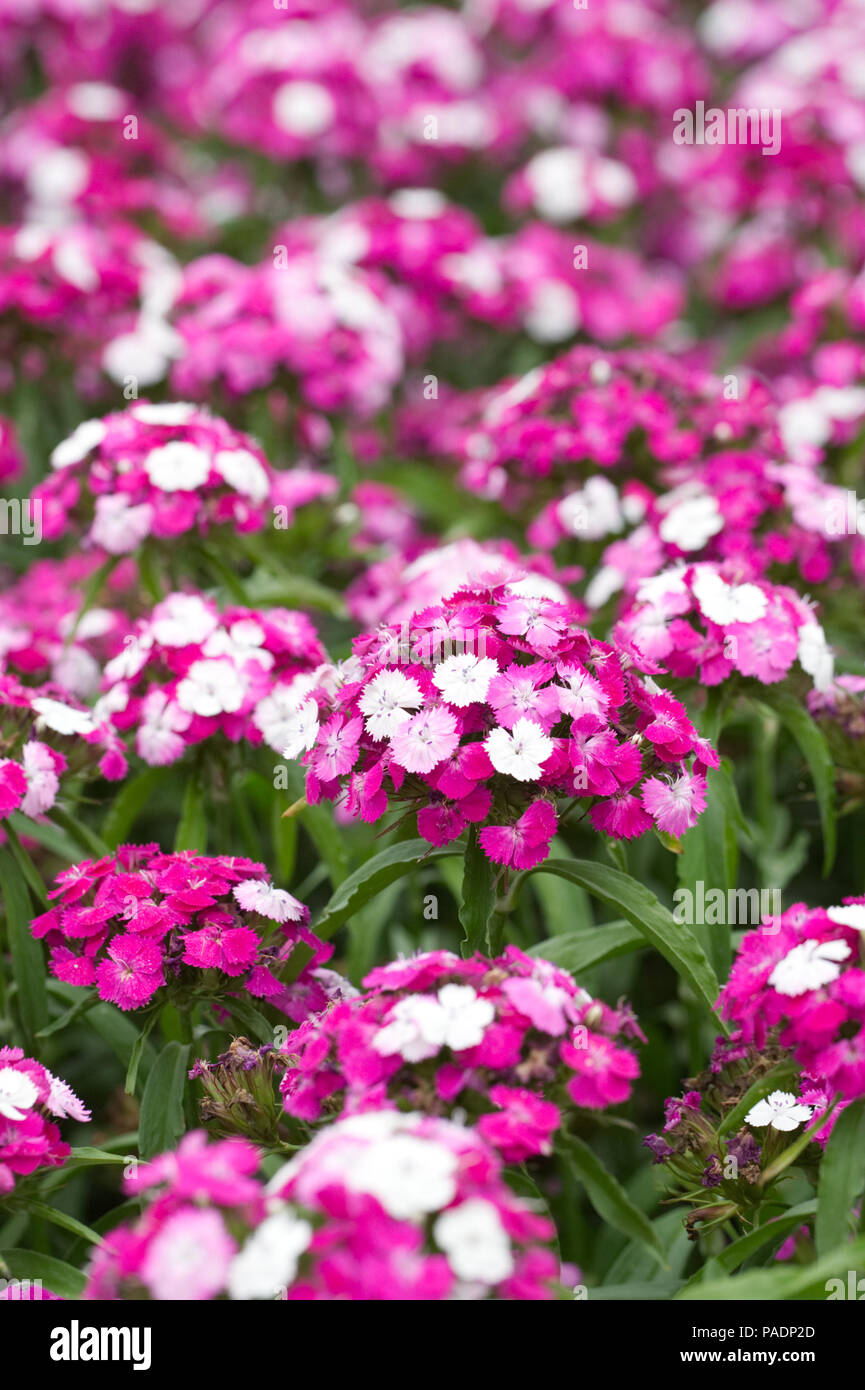 Dianthus F1 'Dash' magicien. Sweet William fleurs. Banque D'Images