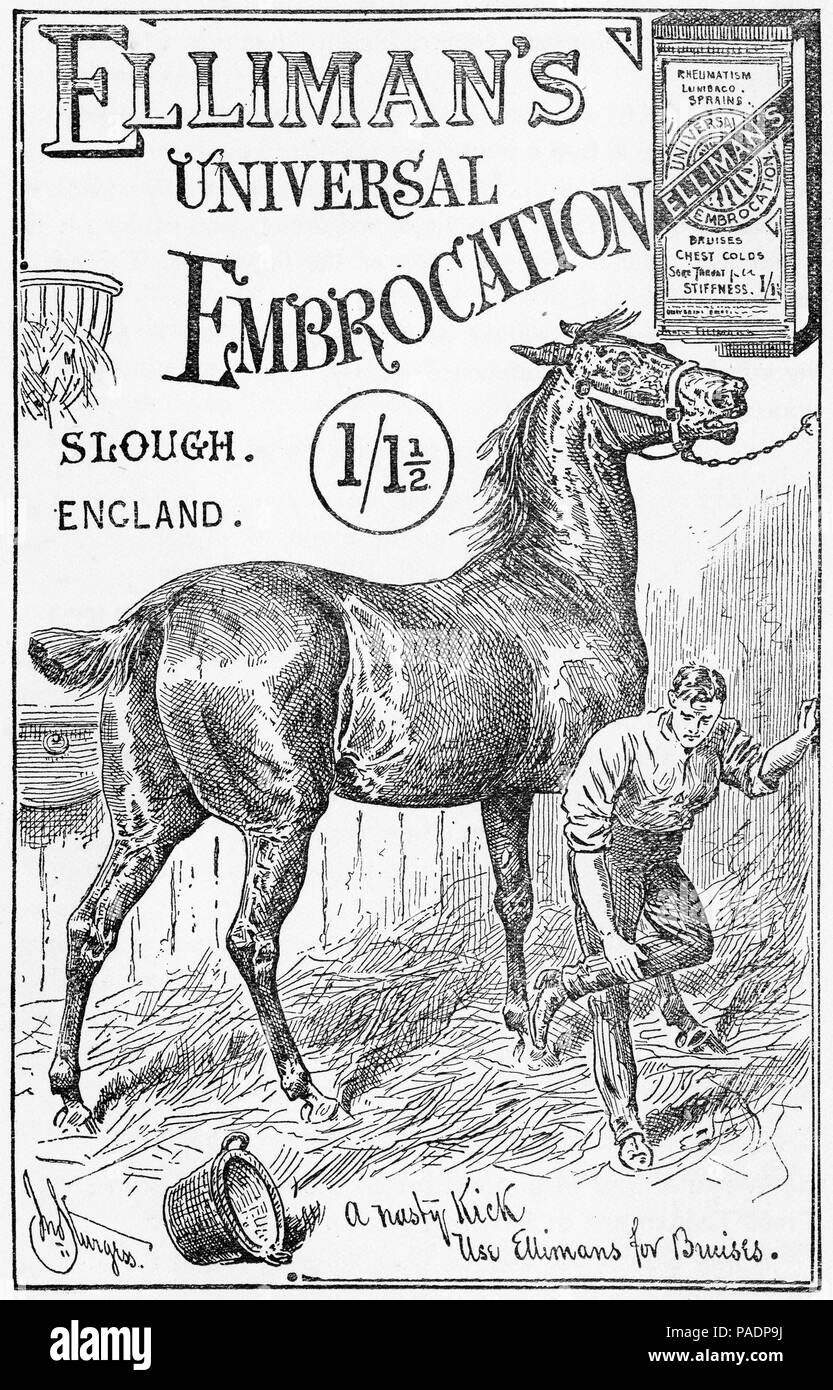 Gravure d'un jeune homme traiter une ecchymose d'un cheval avec Elliman's embrocation universel, une pommade pour les ecchymoses et les entorses. Banque D'Images