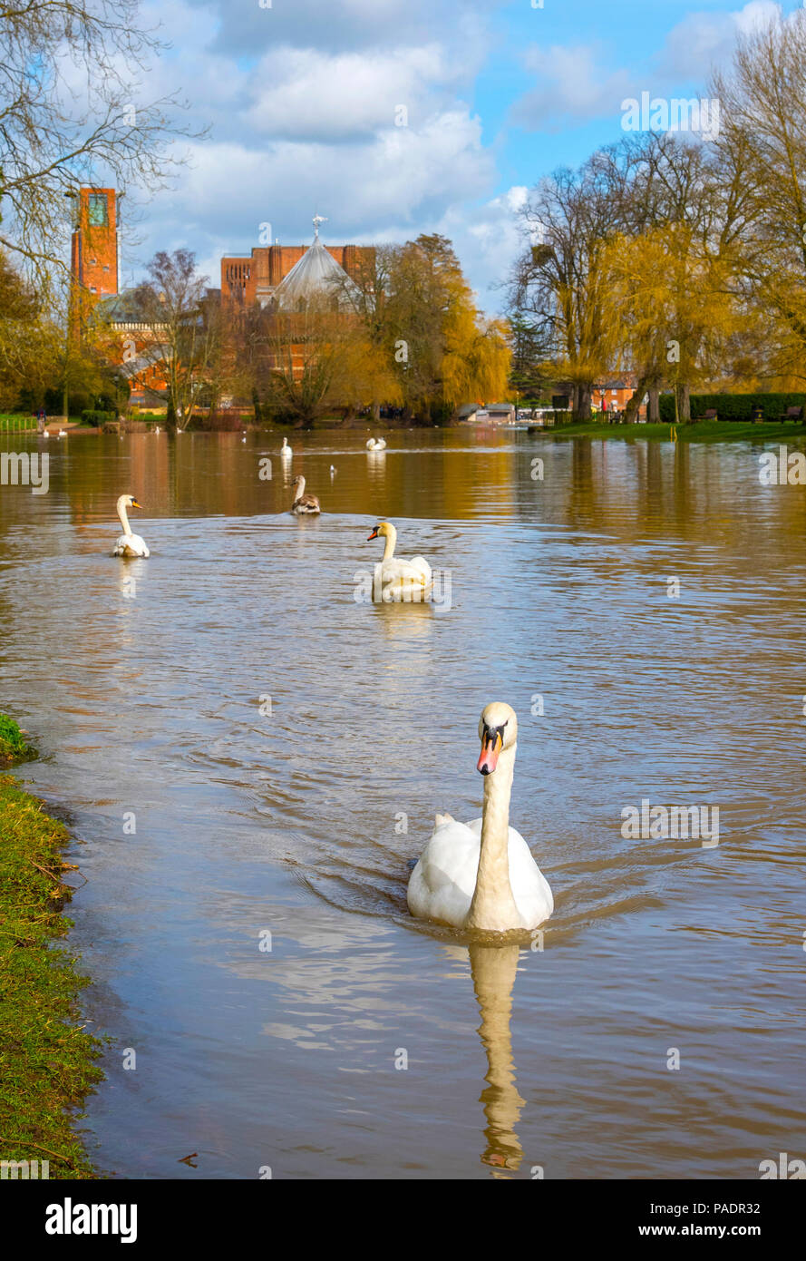 Cygnes sur l'Avon avec la Royal Shakespeare Theatre à l'arrière-plan, Stratford upon Avon, Angleterre, Warwickshire, en Angleterre, en Europe Banque D'Images